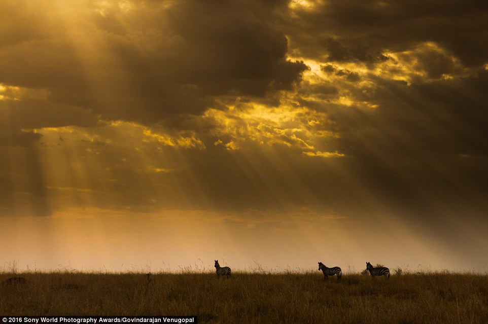 2DF2969300000578-3296769-Govindarajan_Venugopal_from_India_submitted_his_image_of_zebras_-a-19_1446221927295