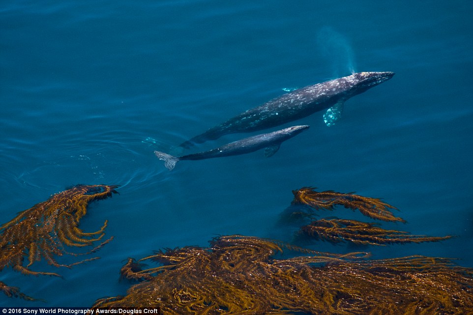 2DF3348900000578-3296769-Douglas_Croft_from_USA_captured_the_moment_a_gray_whale_and_her_-a-9_1446221805905