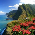 madeira-blumen4