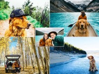 Conoce las increíbles aventuras de Aspen este precioso golden retriever que viaja con sus dueños por toda América del Norte y se está convirtiendo en una sensación de Instagram