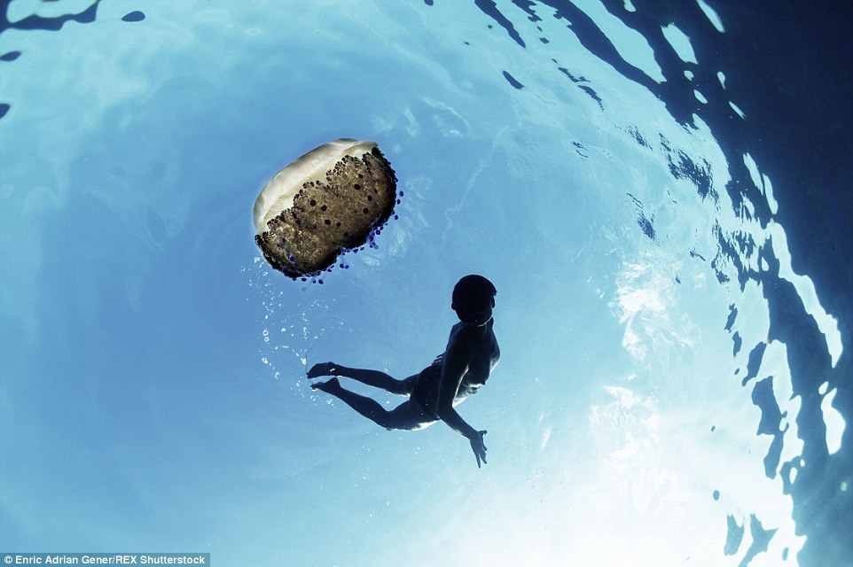 2E2BA07700000578-0-A_swimmer_spots_a_jellyfish_floating_nearby_in_the_ocean_Enric_s-a-70_1446818668461