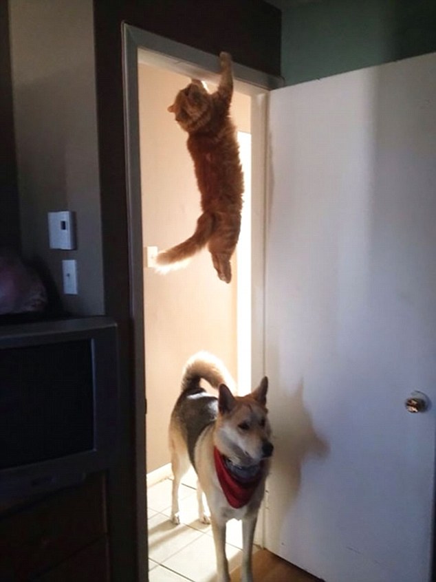 2E3AF22200000578-3309168-Hanging_out_This_cat_holds_on_for_dear_life_after_he_attempted_t-a-48_1446992469690