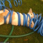 2E3AF54800000578-3309168-When_a_bit_of_fun_goes_horribly_wrong_This_kitty_knows_he_s_got_-a-55_1446992687539