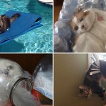Estos  gatos se arrepintieron inmediatamente de sus acciones