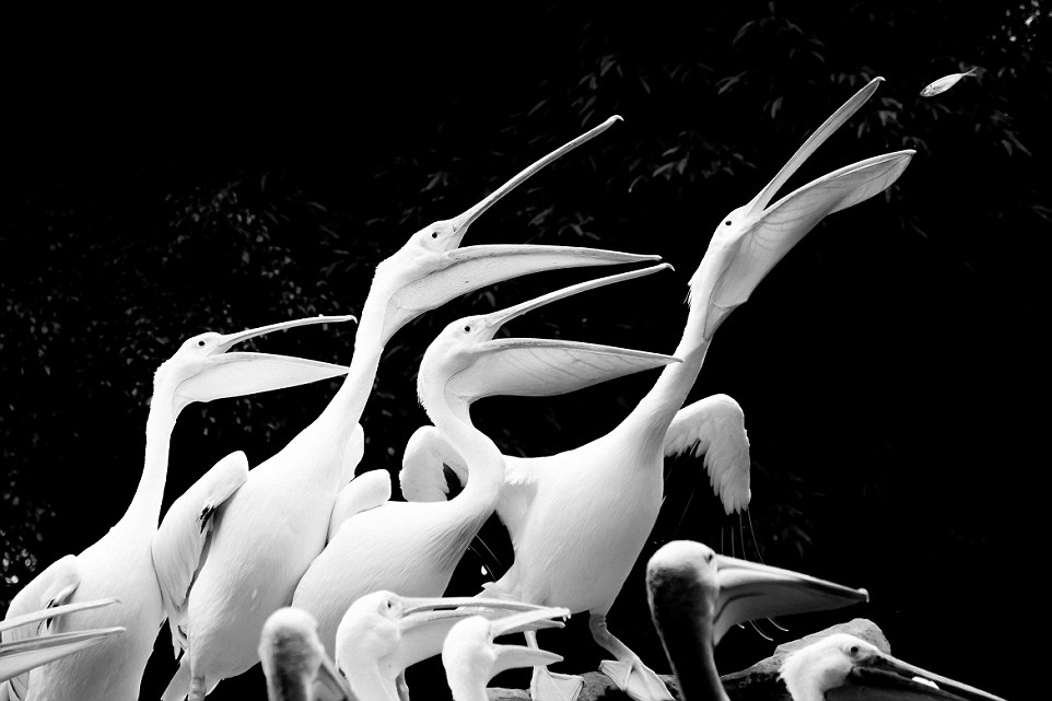 Pelicans competing for food at Jurong Bird Park, Singapore.