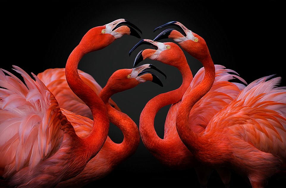 A group of red flamingos arguing. Their noisy encounter accompanies their red bodies as they were ballet dancers with tutus.