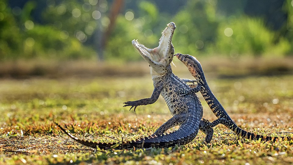 I captured this photo of a crocodile and lizard battling. The crocodile was sunbathing when the lizard suddenly attacked.