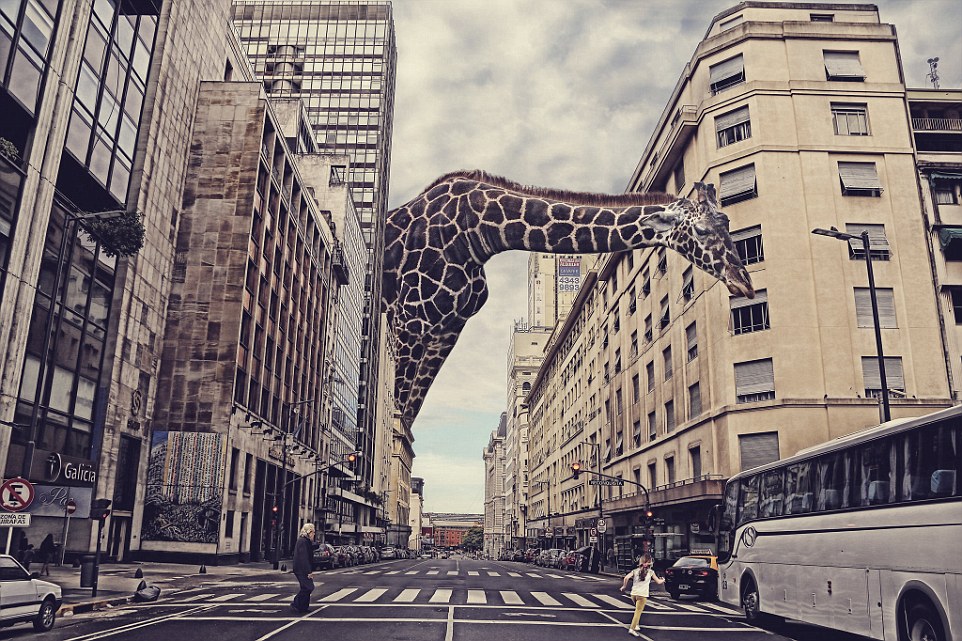 Digital Manipulation. A giant giraffe crossing Corrientes Avenue in Buenos Aires