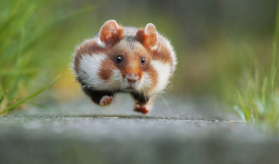 In late summer the European hamster gets ready for hibernation. He fills up his pouches with grains, roots, plants or insects and transports them into his food chamber (that's why he is running).