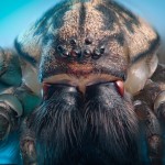 Las bestias que acechan en su hogar: detalles de insectos capturados en primer plano