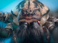 Las bestias que acechan en su hogar: detalles de insectos capturados en primer plano