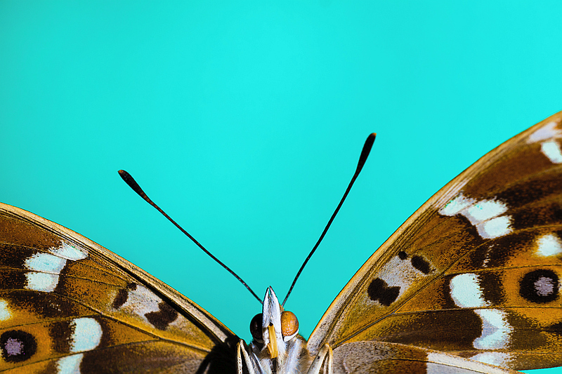 A Purple Emperor Butterfly is pictured up close at the Haslemere Museum in Surrey. These macro shots were all taken using a smartphone. Photographer Mikael Buck used the Sony QX1 to capture a series of striking macro images, using only the lens-style camera attached to his smartphone to show the breadth of photography that it can produce. The kit can be paired with any android or iOS smartphone. Part of the series were taken in the woods on Hampstead Heath, North London during sub zero temperatures. Mikael used the lens style camera and a macro lens to reveal the intricate ice structures of frost on the leaves and undergrowth. The other part of the series show the beauty of insects, beetles and butterflies in microscopic detail. These images were shot at the Haslemere Museum in Surrey, which has over 65,000 insects in their collection. For further information and a full press release, please contact Hope&Glory PR: Laura Bevan and Flora Laven-Morris, 020 7566 9725 or sonydi@hopeandglorypr.com PR Handout - for editorial use with this story only. © Mikael Buck http://www.mikaelbuck.com 07828 201 042