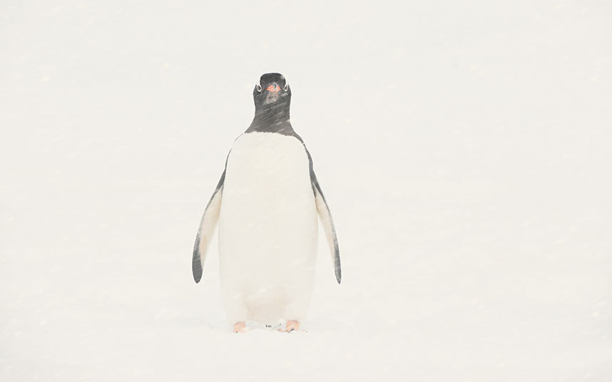 Gentoo_penguin_3461251k