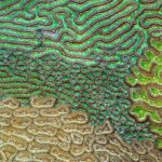 royal-society-publishing-photography-competition royal-society-publishing-photography-competition