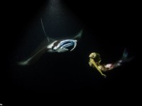 Impresionantes imágenes submarinas donde una «sirena» danza con mantarrayas en las profundidades del océano por una buena causa