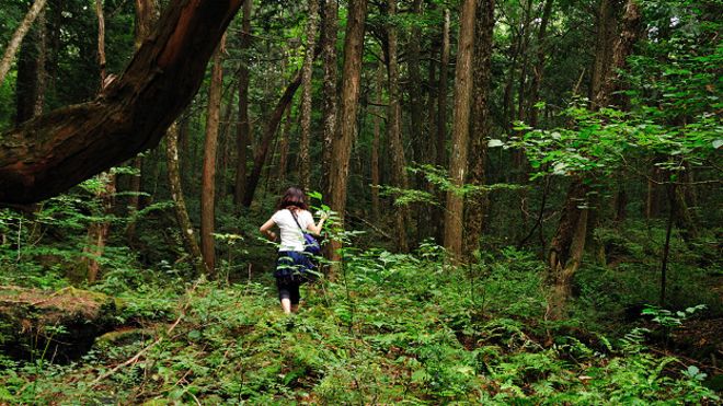 160112232027_japan_aokigahara_forest_624x351_juliancolton_nocredit