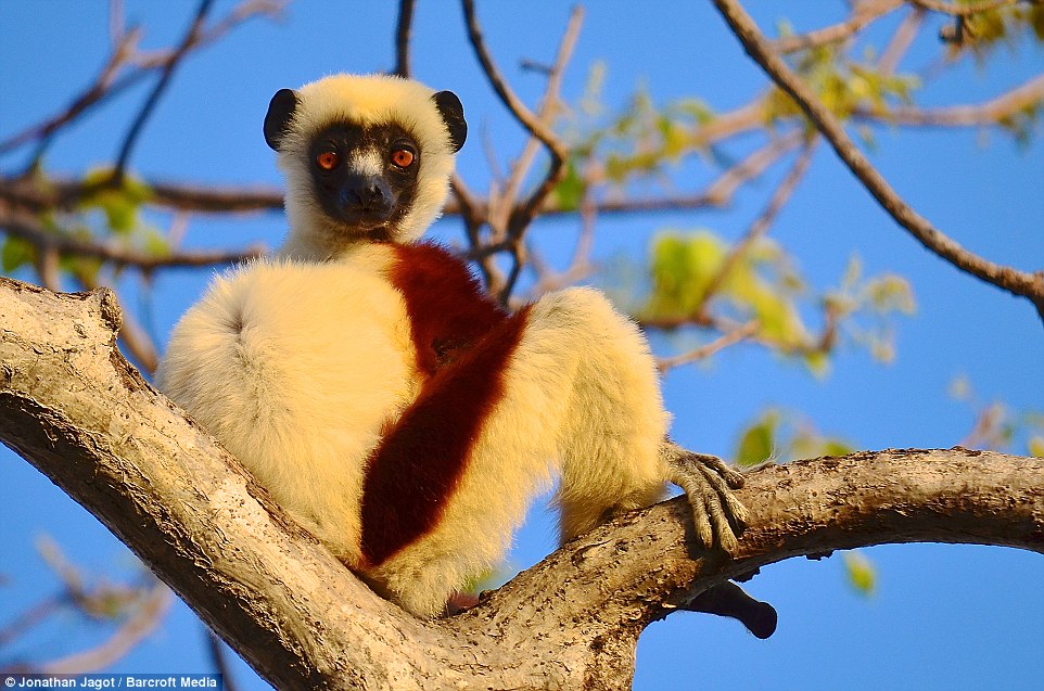 3104462600000578-3438624-An_endangered_sifaka_a_type_of_lemur_poses_on_the_branch_of_a_tr-a-63_1455017325095