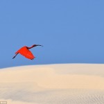 Este fotógrafo galardonado de tan solo 17 años ha navegado alrededor del mundo en un catamarán para fotografiar a impresionantes animales