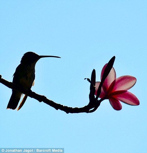 310446FB00000578-3438624-A_silhouette_of_a_bird_seen_sitting_on_a_tree_stem_pictured_on_A-m-82_1455018814878