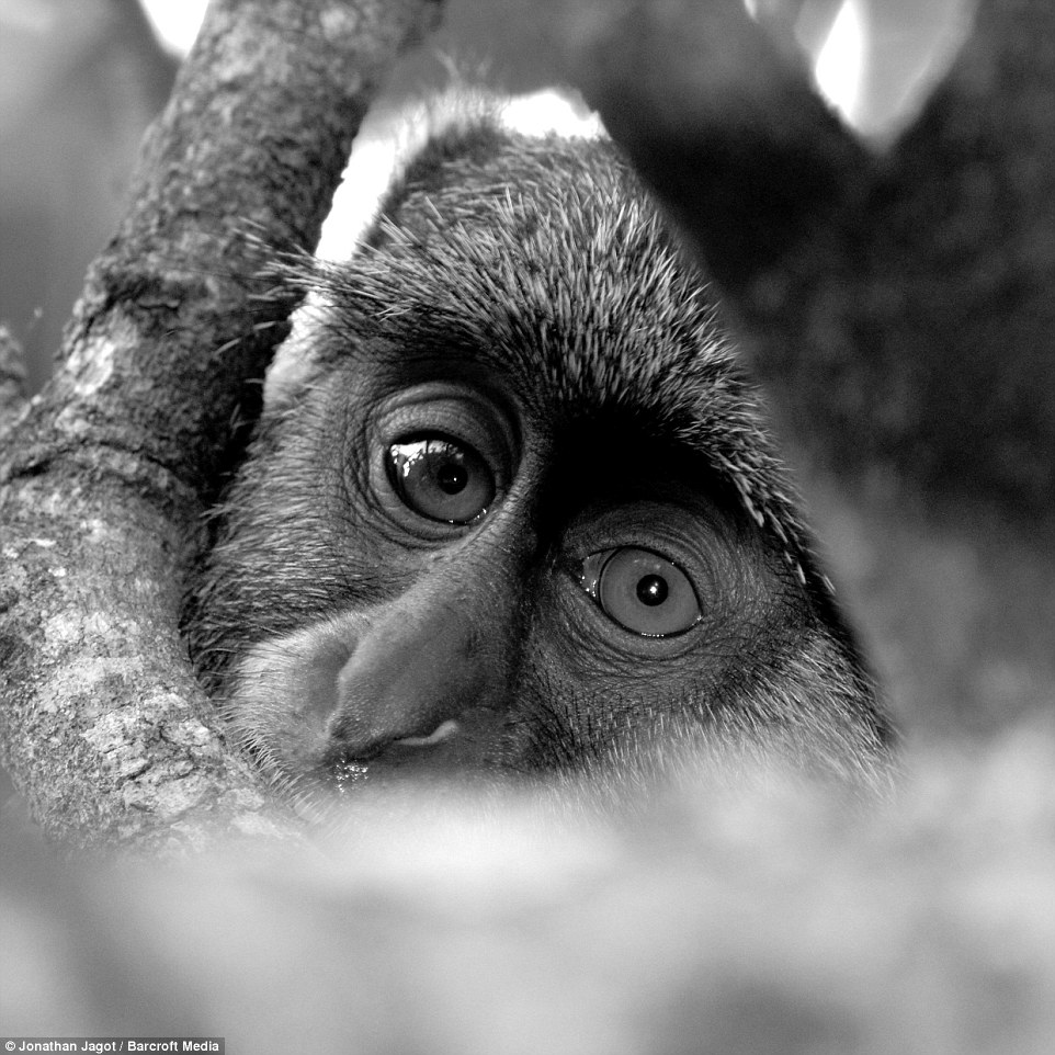 3104470300000578-3438624-A_black_and_white_shot_of_a_monkey_is_pictured_on_November_24_20-a-73_1455017325332