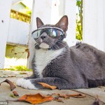 Conoce por qué este gato se ha convertido en estrella de los medios sociales Conoce por qué este gato se ha convertido en estrella de los medios sociales