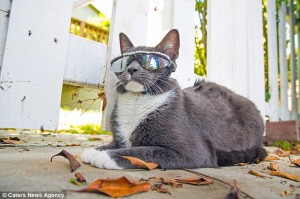 Conoce por qué este gato se ha convertido en estrella de los medios sociales