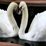 Sesión fotográfica muestra que realmente el amor está por todas partes en el reino animal Sesión fotográfica muestra que realmente el amor está por todas partes en el reino animal