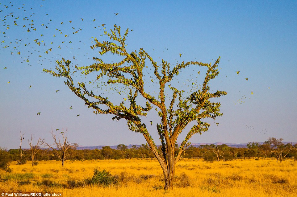 314F5E4E00000578-3451068-Tens_and_thousands_of_colourful_budgies_were_spotted_in_the_Aust-a-12_1455716557600