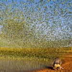 Fotos impresionantes  muestran 80.000 periquitos formando un "tornado verde"