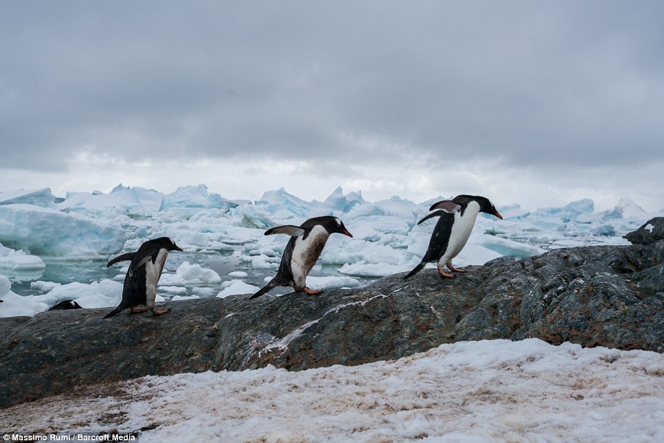 318AD0F200000578-3463605-Mr_Rumi_captures_on_camera_three_Gentoo_penguins_in_their_natura-a-39_1456404051802