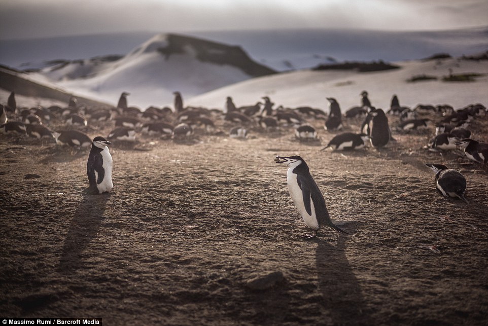 318AD97A00000578-3463605-Mr_Rumi_said_the_Gentoo_penguins_were_friendly_and_inquisitive-a-44_1456404051805