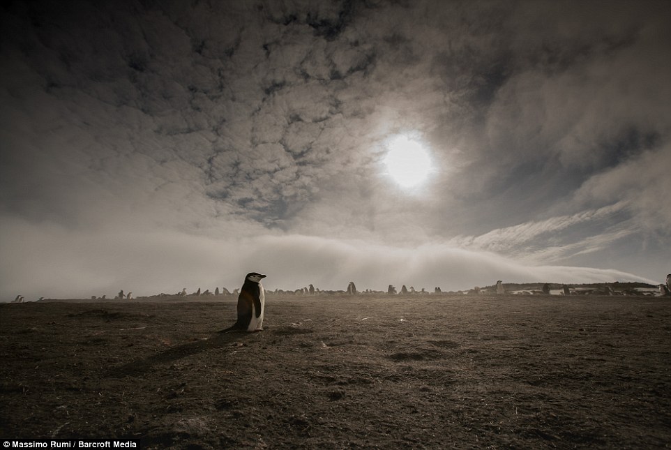 318AE04900000578-3463605-A_baby_penguin_stands_alone_as_Rumi_takes_his_picture_with_the_s-a-49_1456404052089
