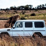 31CDA88A00000578-3474729-A_lion_perches_on_top_of_the_Mercedes_SUV_as_photographer_Adrian-a-31_1457011509663