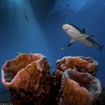 3273900000000578-3504412-image-m-62_1458654804147