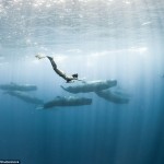 Nadando entre ballenas azules